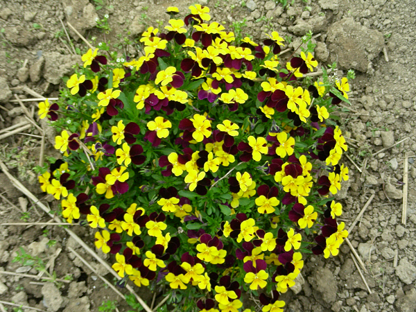 pansy in flower